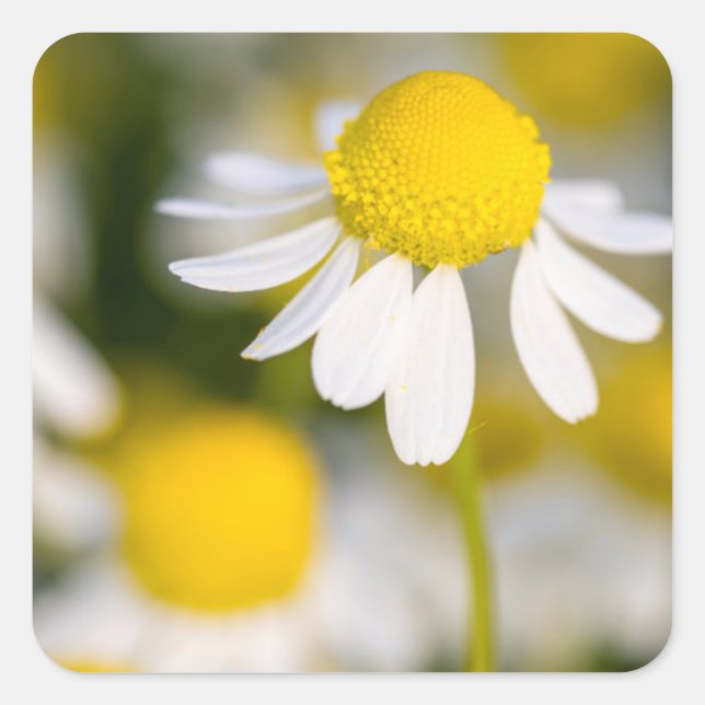 Chamomile flower close-up, Hungary Square Sticker (Front)
