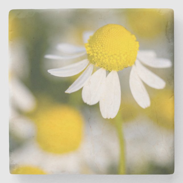 Chamomile flower close-up, Hungary Stone Coaster (Front)