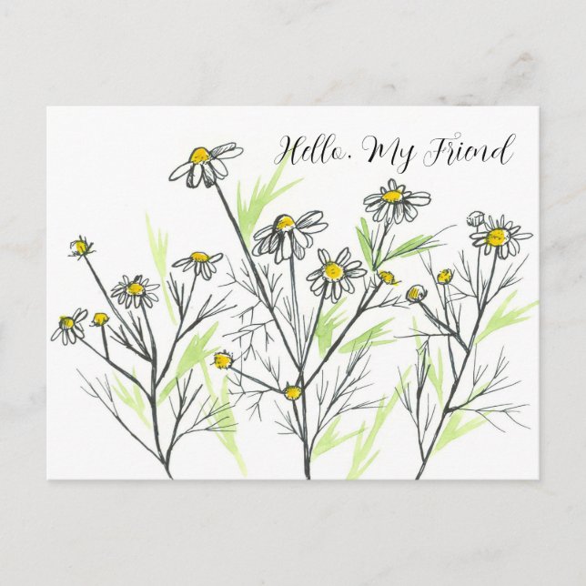 Chamomile Herb Flowers Hello My Friend Postcard (Front)