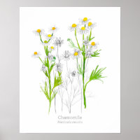 Chamomile Medicinal Herb Botanical Plant