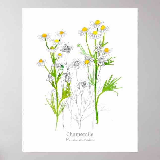 Chamomile Medicinal Herb Botanical Plant Poster (Front)