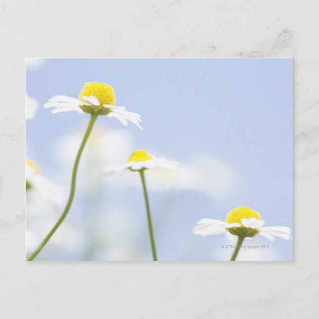 Chamomile Postcard (Front)