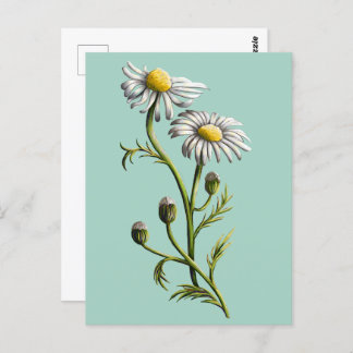 Chamomile Postcard
