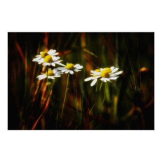 chamomile poster