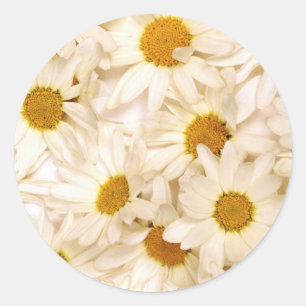 Chamomiles Classic Round Sticker