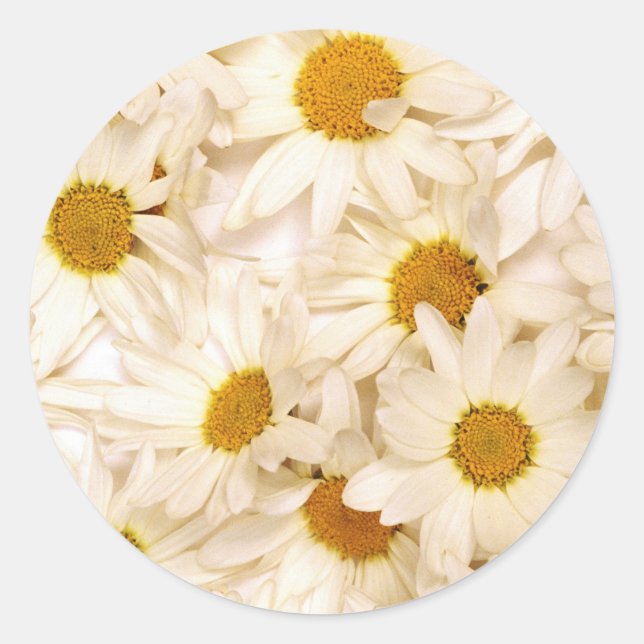 Chamomiles Classic Round Sticker (Front)