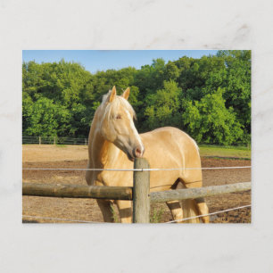 Champagne Horse Postcard