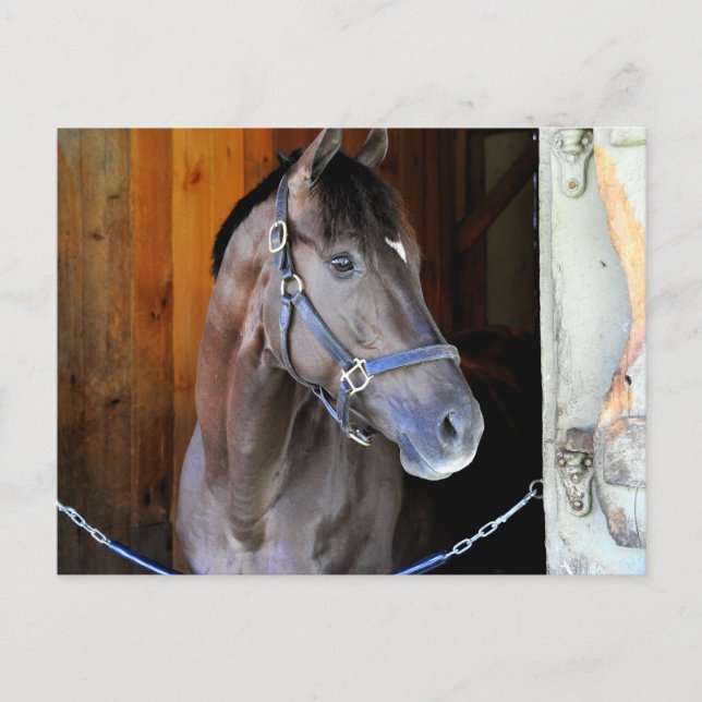 Champagne Stakes Winner "Daredevil" Postcard (Front)