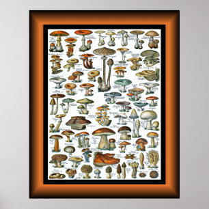 Champignons Pour Tous ~ Mushrooms For All ~  Poste Poster