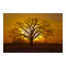 Champion Bur Oak Sunset