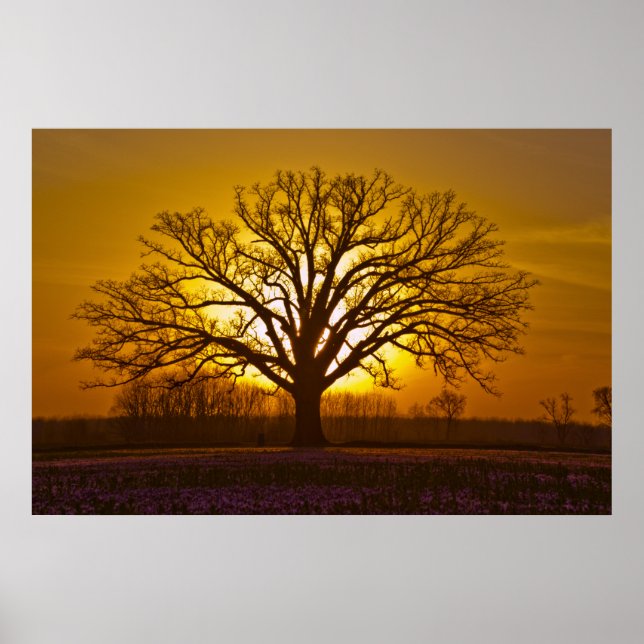 Champion Bur Oak Sunset Poster (Front)