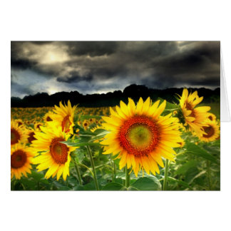 Change in the weather, Sunflower card