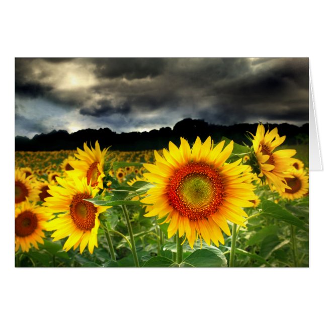 Change in the weather, Sunflower card (Front Horizontal)