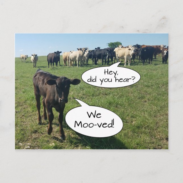 Change of Address We Mooved Cow Postcard (Front)