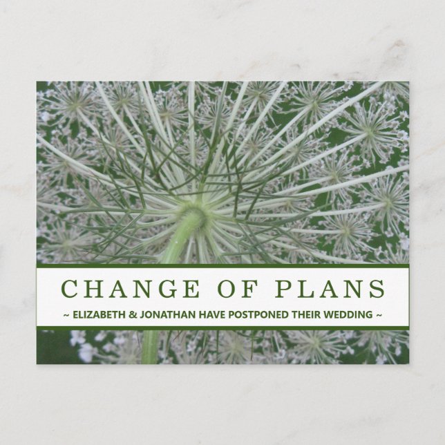 Change of Plans Queen Anne's lace Flower Postcard (Front)