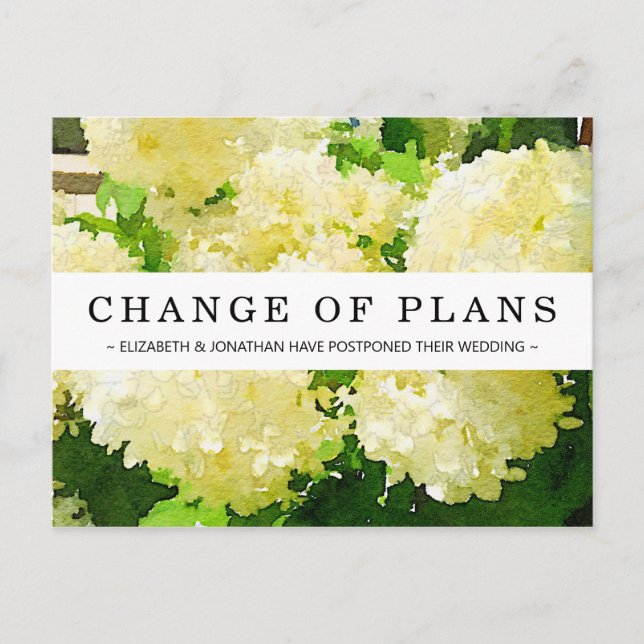 Change of Plans White Annabelle Hydrangea Postcard (Front)