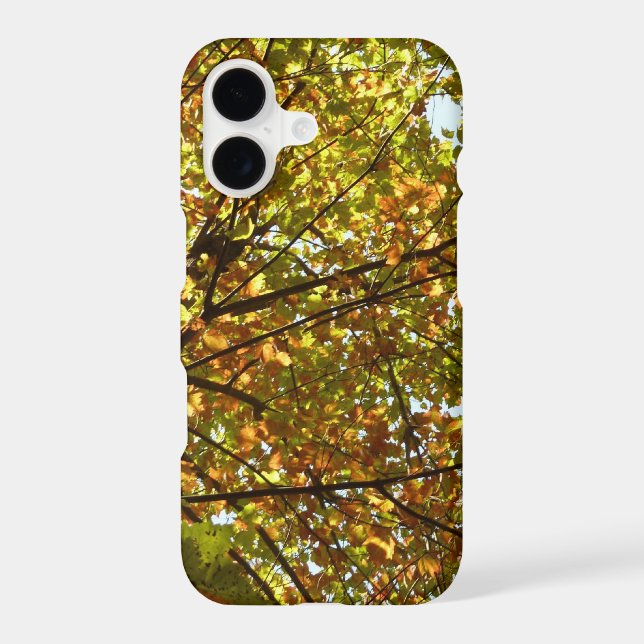 Changing Maple Tree Green and Gold Fall Colour (Back)