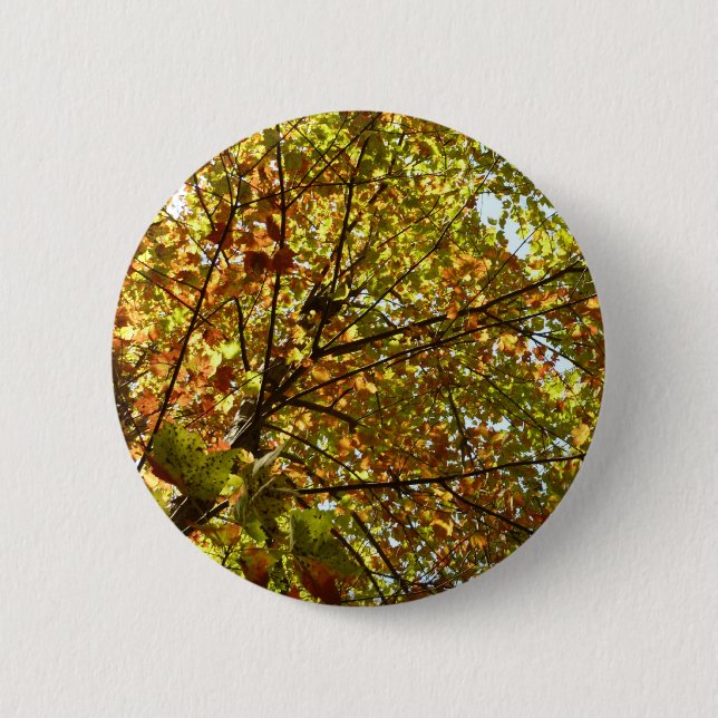 Changing Maple Tree Green and Gold Fall Colour 6 Cm Round Badge (Front)