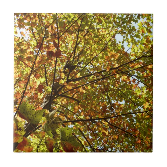 Changing Maple Tree Green and Gold Fall Colour Ceramic Tile (Front)