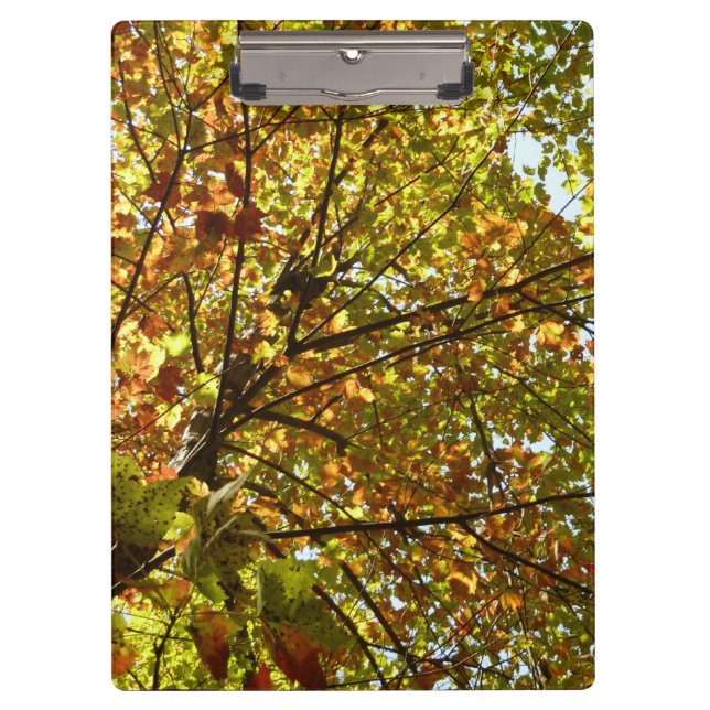 Changing Maple Tree Green and Gold Fall Colour Clipboard (Front)