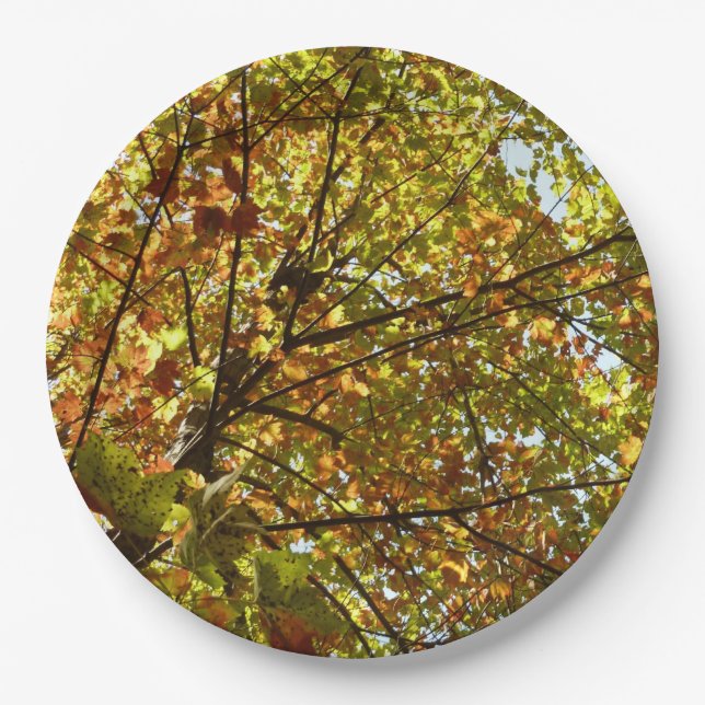 Changing Maple Tree Green and Gold Fall Colour Paper Plate (Front)