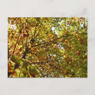 Changing Maple Tree Green and Gold Fall Colour Postcard