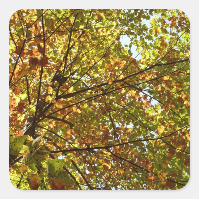 Changing Maple Tree Green and Gold Fall Colour Square Sticker (Front)