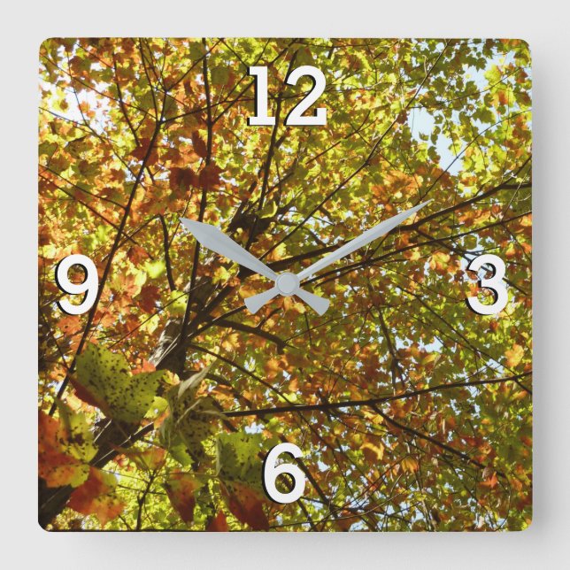 Changing Maple Tree Green and Gold Fall Colour Square Wall Clock (Front)