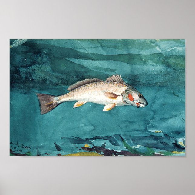 Channel Bass American Painting by Homer Poster (Front)