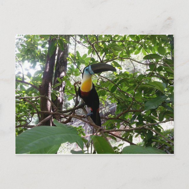 Channel-billed Toucan, Trinidad Postcard (Front)
