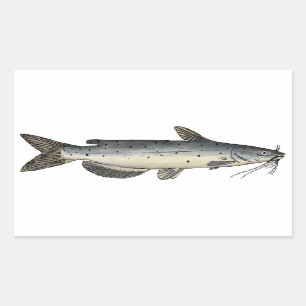 Channel Catfish (juvenile) Rectangular Sticker
