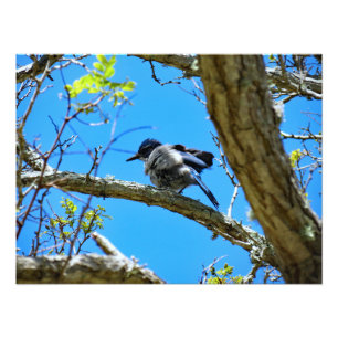 Channel Islands National Park  Photo Print