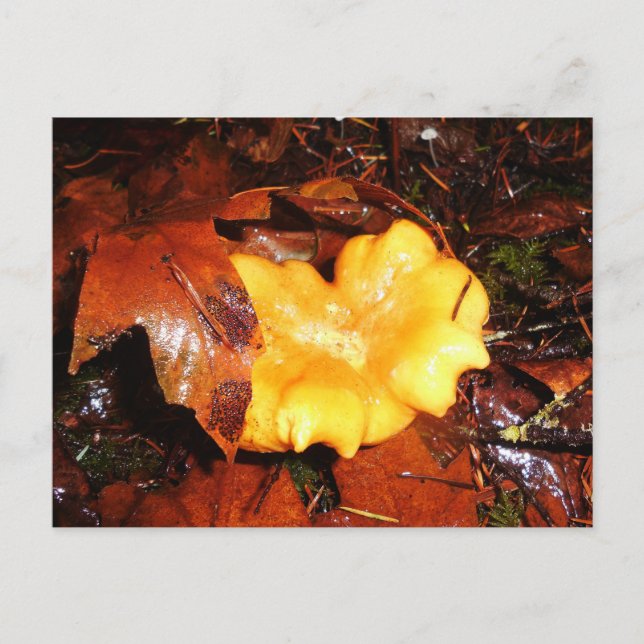 Chanterelle Mushroom In The Rain Postcard (Front)