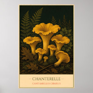 Chanterelle Poster