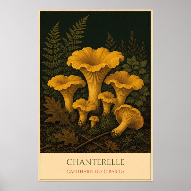 Chanterelle Poster (Front)