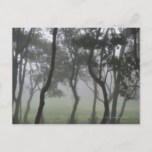 Chao dos Louros, Madeira, Portugal Postcard