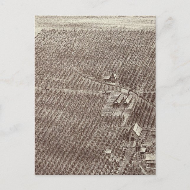 Chapin Fruit Ranch Postcard (Front)