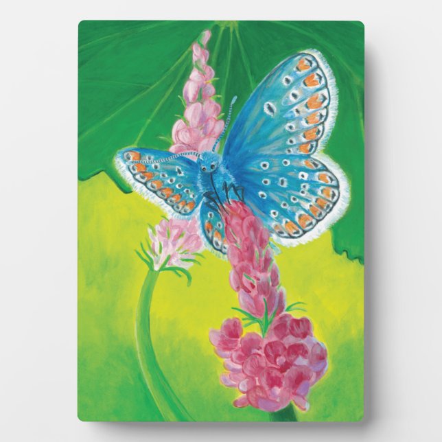 Chapmans blue butterfly (Polyommatus thersites)  Plaque (Front)