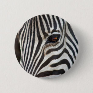 Chapman's Zebra 6 Cm Round Badge