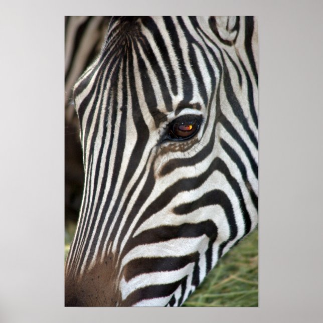 Chapman's Zebra Poster (Front)