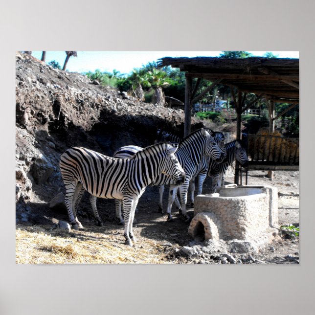 Chapman's Zebras Poster (Front)