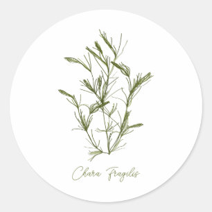 Chara Fragilis Sea-Inspired Classic Round Sticker