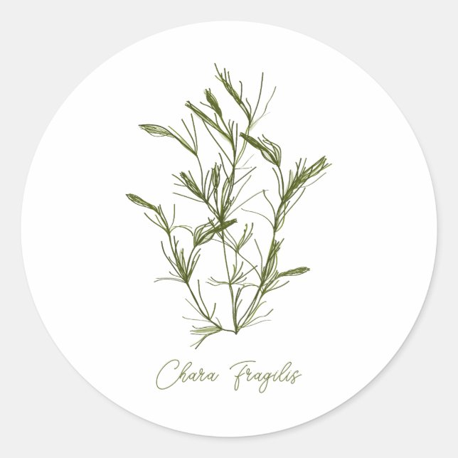 Chara Fragilis Sea-Inspired  Classic Round Sticker (Front)