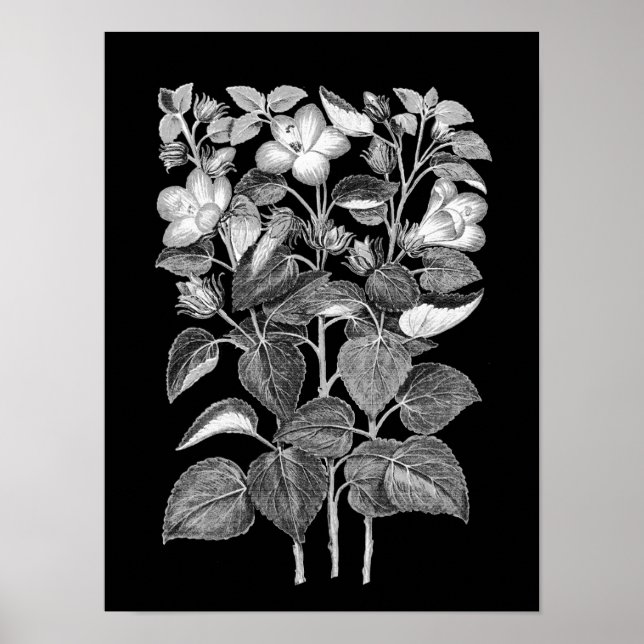 Charcoal Drawing of Italian Hibiscus flowers Poster (Front)
