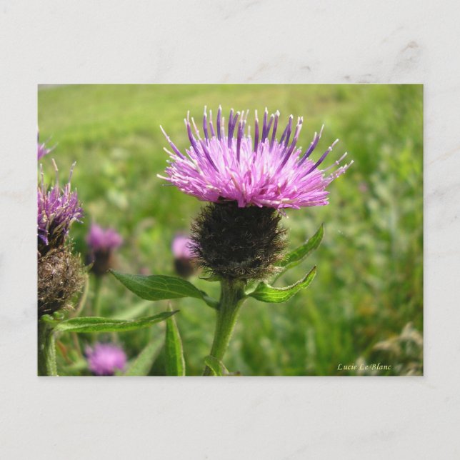 Chardon vulgaire postcard (Front)