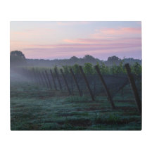 Chardonnay Vineyard Sunrise Metal Wall Art