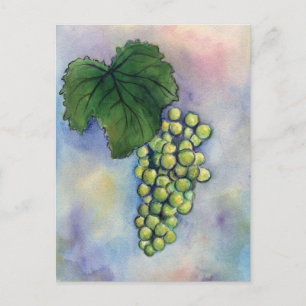 Chardonnay Wine Grapes Postcard