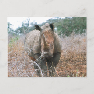 Charging Rhino Postcard