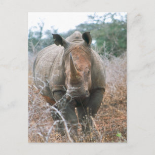 Charging Rhino Postcard