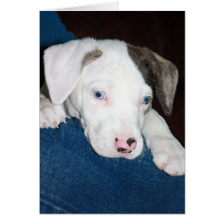 Chari The Catahoula Puppy